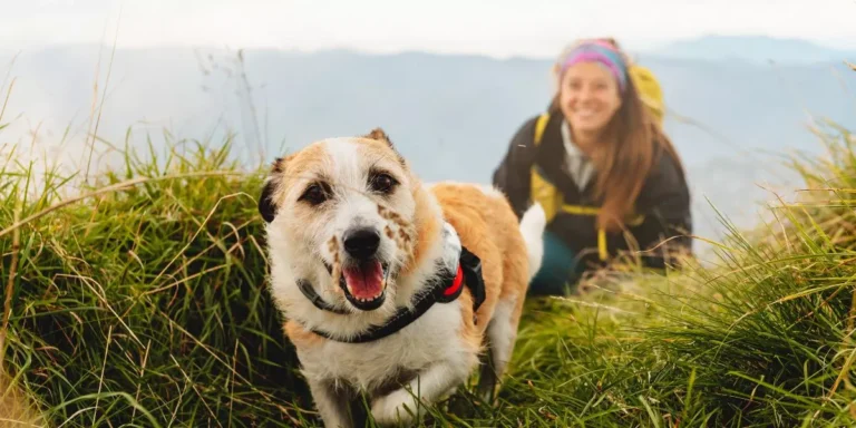 What Are the Best Travel Tips for First-Time Pet Travelers?