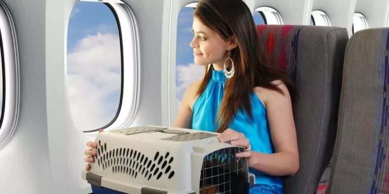 How Do You Travel Internationally With a Pet?